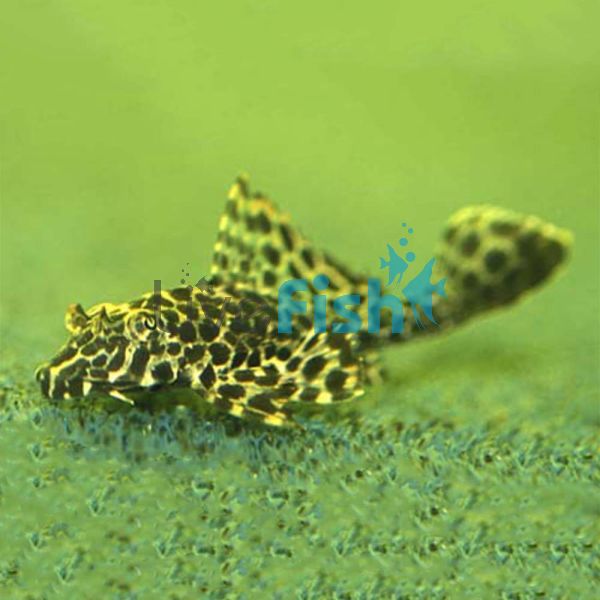 Spotted Sailfin Pleco 5cm