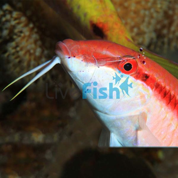 Goatfish Red Band - Large