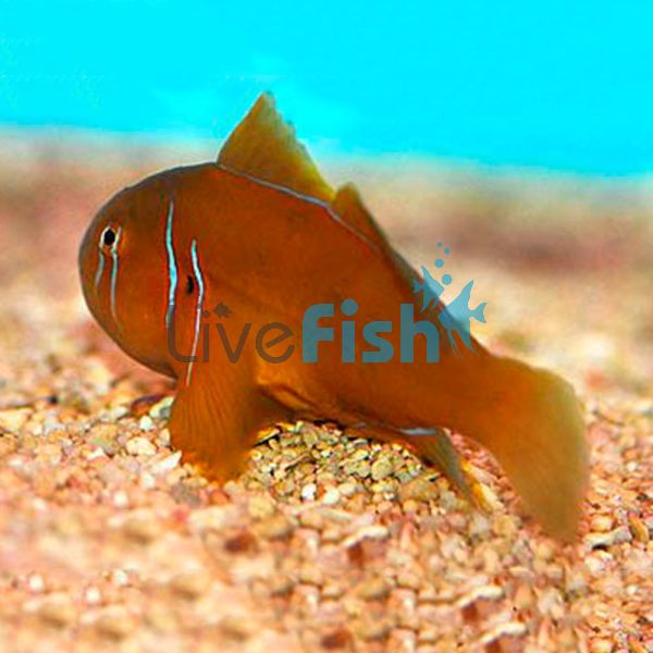 Lemon Coral Goby - Medium