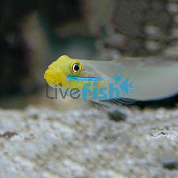 Gold Head Sleeper Goby - Medium