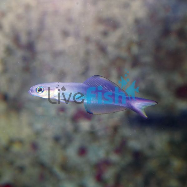 Pearl Dartfish Goby - Medium