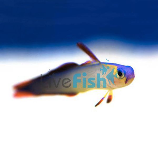 Purple Dartfish Goby - Medium