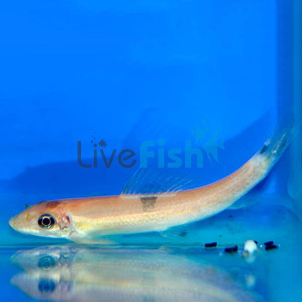 Gold Marble Sucking Catfish 7cm