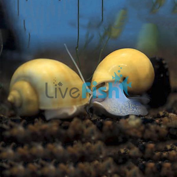 Gold Mystery Snail - Large
