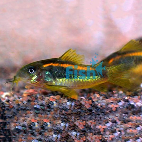 Gold Stripe - Corydoras Aeneus 3cm