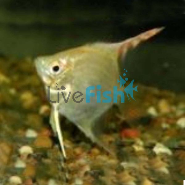 Gold Angelfish 4.5cm