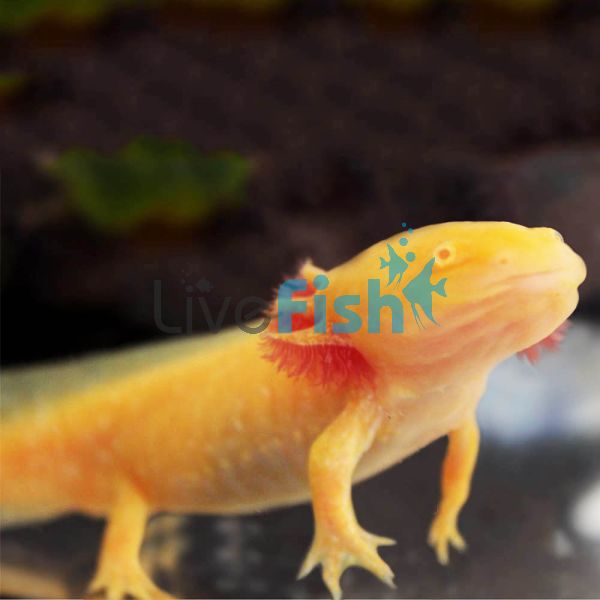 Golden Axolotl 15cm