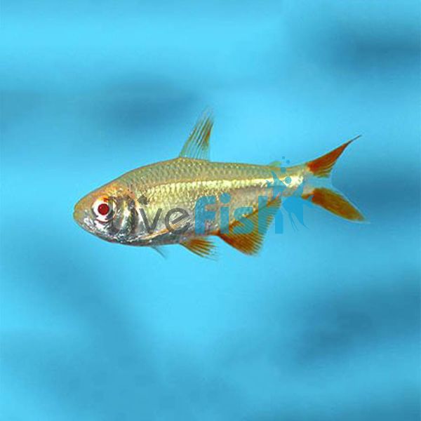 Gold Buenos Aires Tetra 3.5cm
