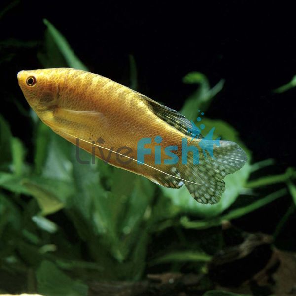 Golden Gourami 4cm