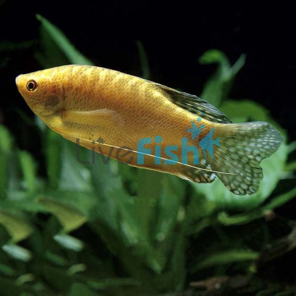 Gold Gourami 7cm
