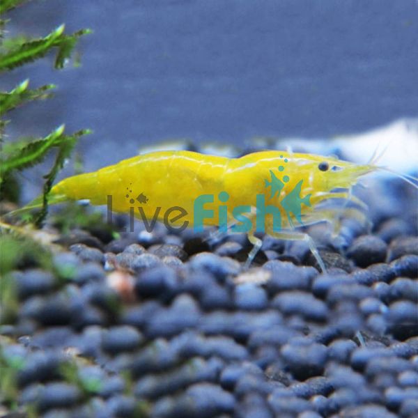 Yellow Cherry Shrimp 1-2cm