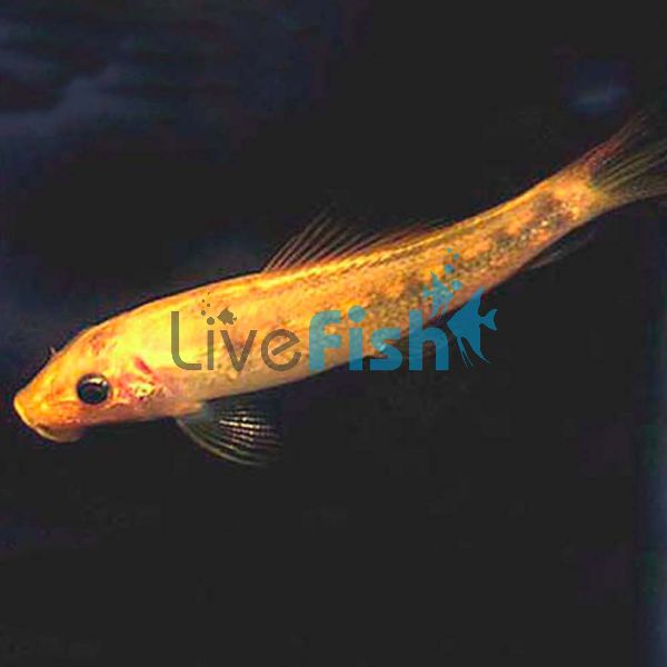 Gold Sucking Catfish 12cm