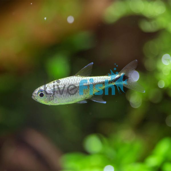 Gold Tetra 4cm