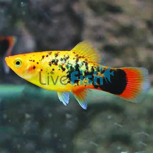 Gold Variatus Platy 4cm