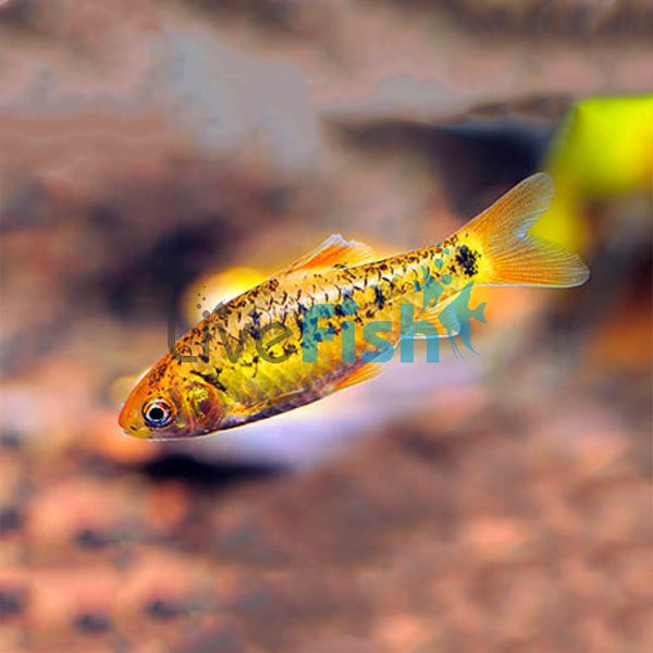 Golden Barb 5cm