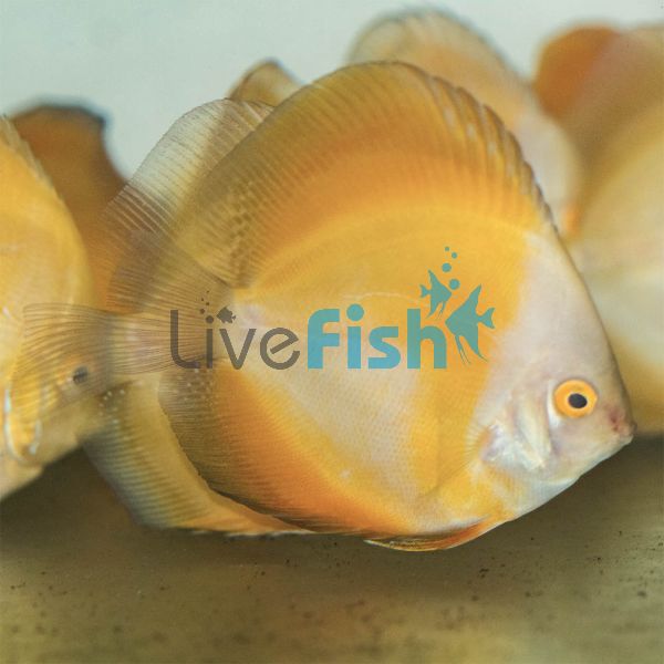 Golden Discus 5cm