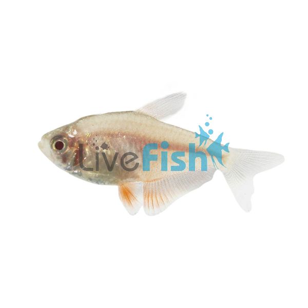 Golden Flame Tetra 3cm