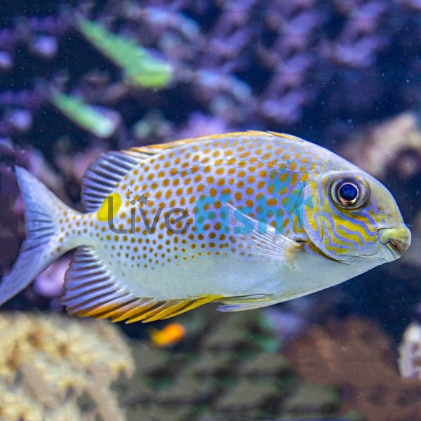 Golden Rabbitfish - Medium