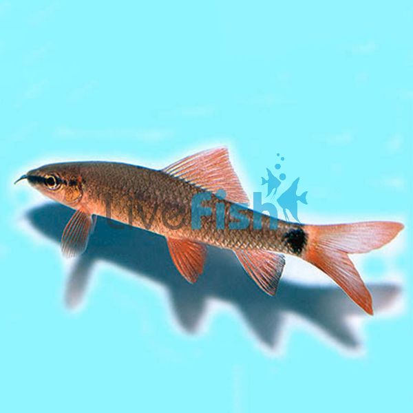 Rainbow Shark 7cm