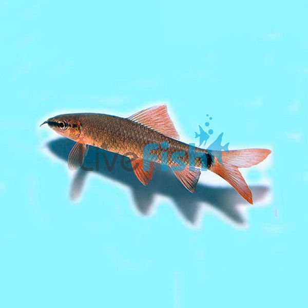 Rainbow Shark 4cm