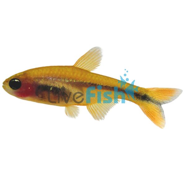 Golden Silver Tip Tetra 3.5cm