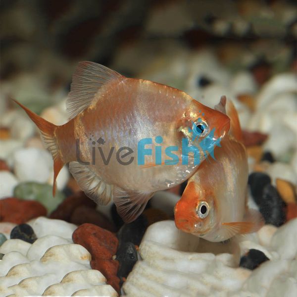 Golden Tiger Barb 5cm