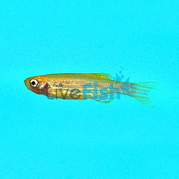 Gold Zebra Danio 3.5cm