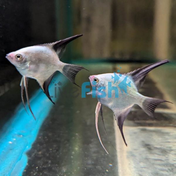 Golden B.S.P Angelfish - Taiwan 4.5cm