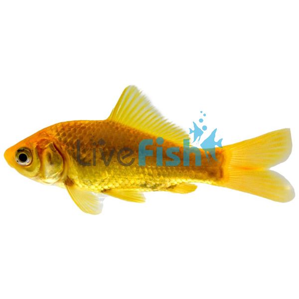 Golden Comet 5cm
