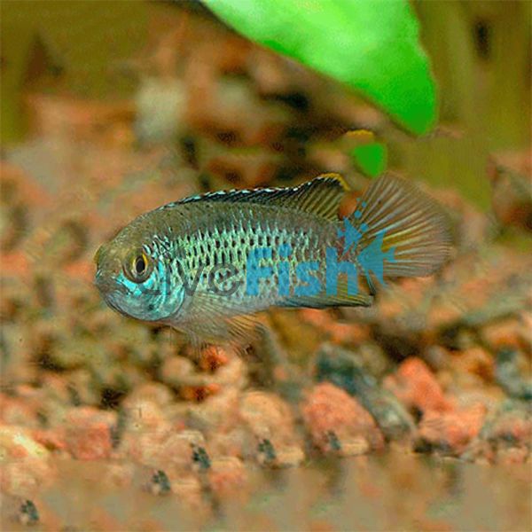 Golden Dwarf Cichlid 3cm