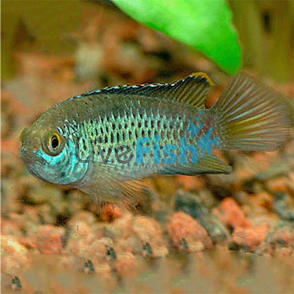 Golden Dwarf Cichlid 3.5cm