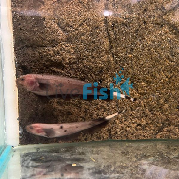 Golden Ghost Knife Fish 6cm