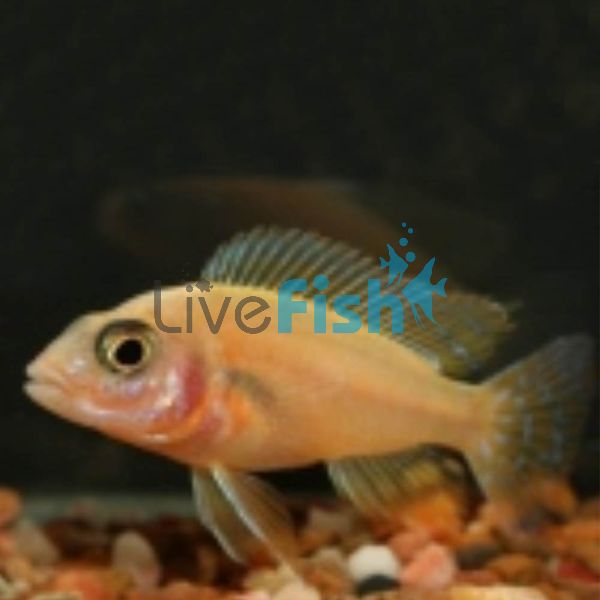 Golden Peacock Cichlid 5cm