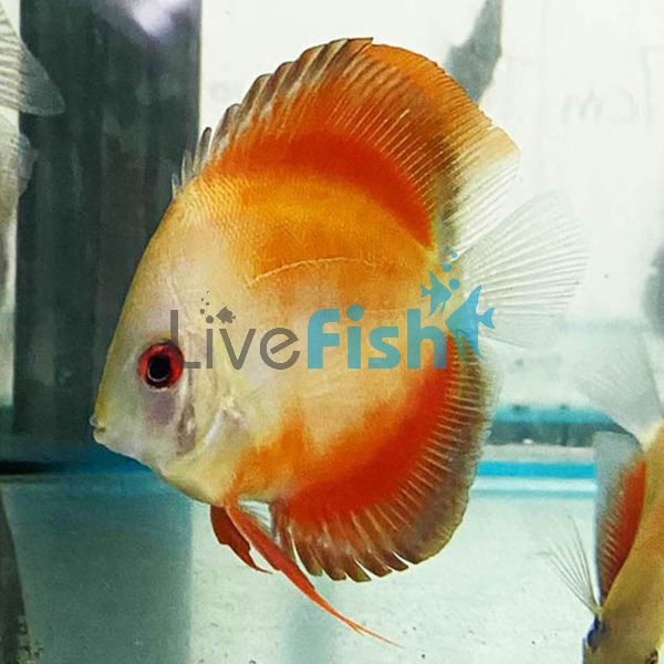 Golden Red Discus 5cm