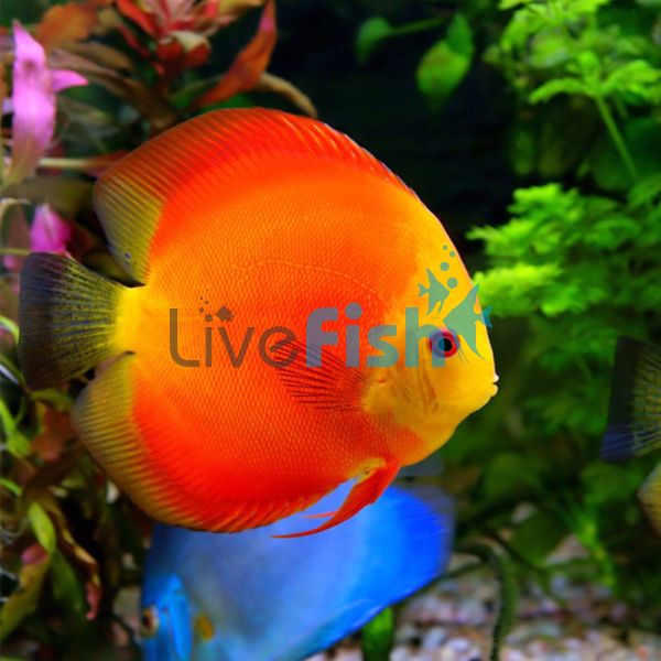 Golden Sunset Discus 7cm