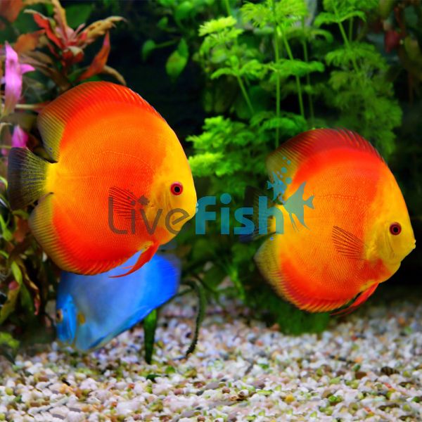 Golden Sunset Discus 5cm