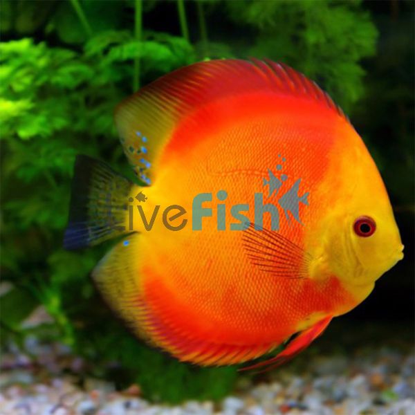Golden Sunset Discus 9cm