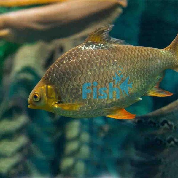 Golden Tinfoil Barb 5cm