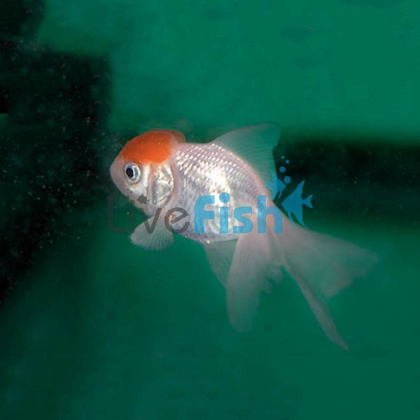 Red Cap Oranda 5cm