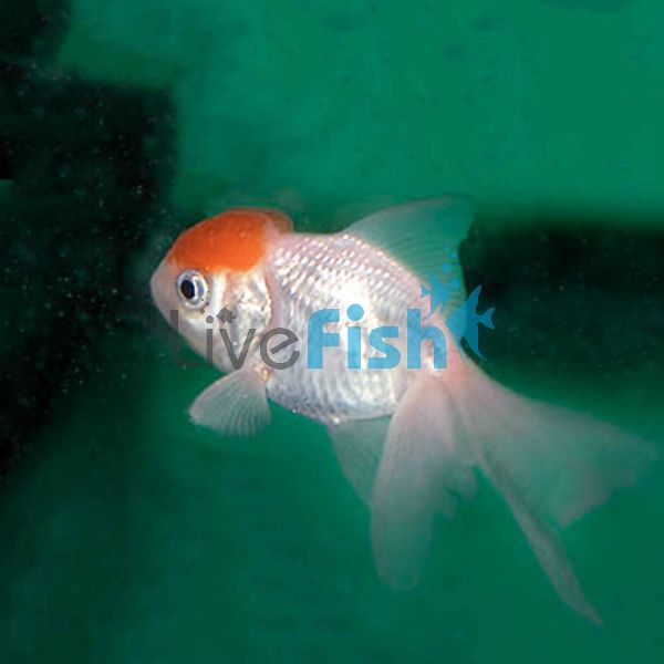 Red Cap Oranda 9cm