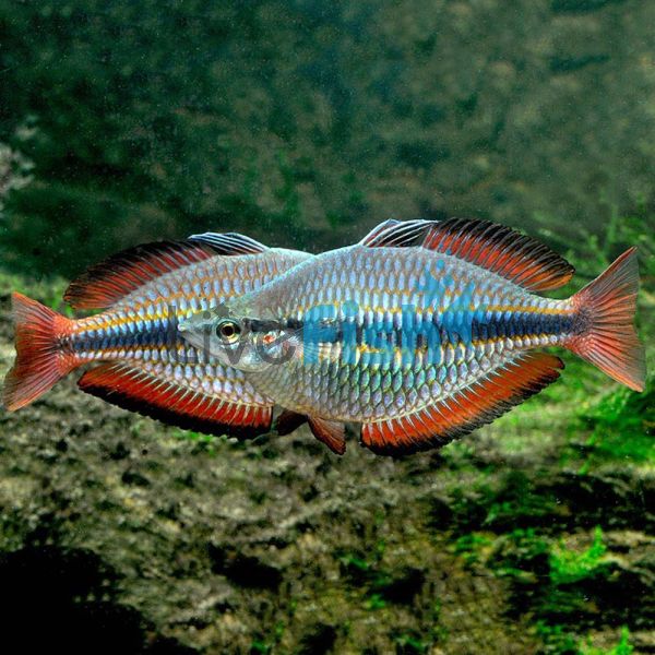 Goyder River Rainbow 6cm
