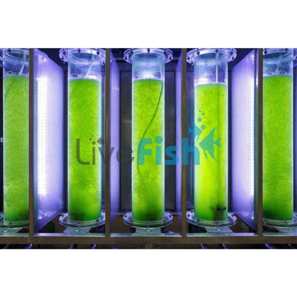 Green Phytoplanton - Feeder Culture 2L