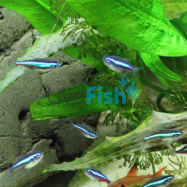 Green Neon Tetra 3cm