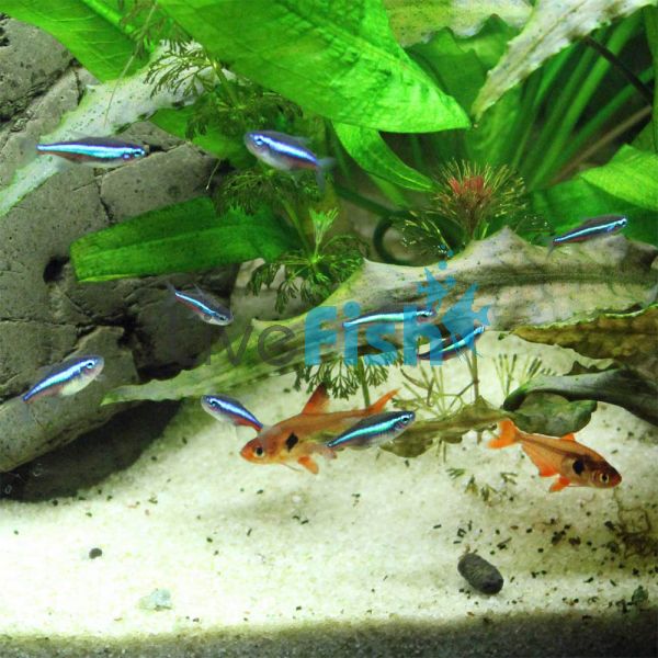 Green Neon Tetra 1cm