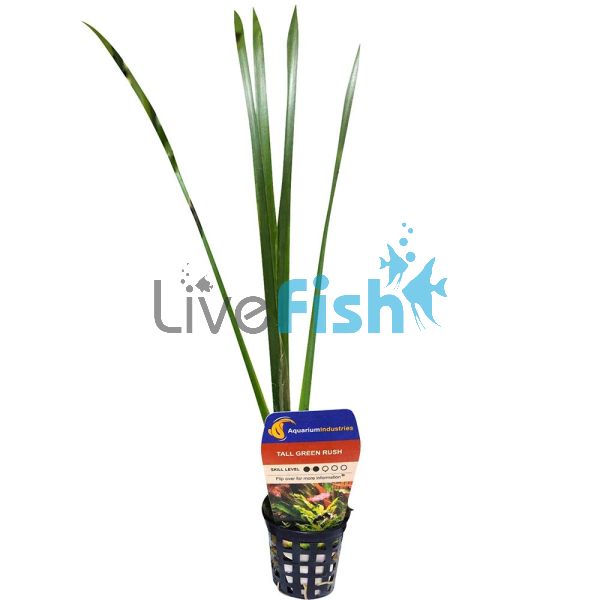 Green Rush Tall - Pot 