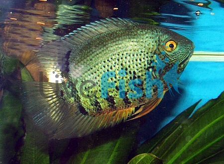 Green Severum 7cm