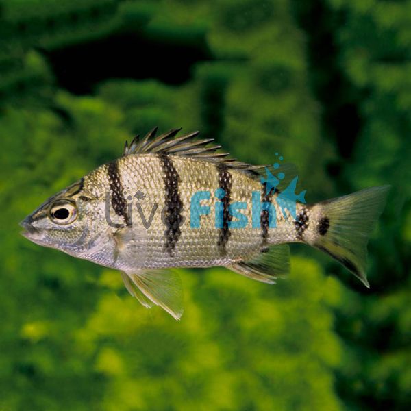 Barred Grunter 10cm