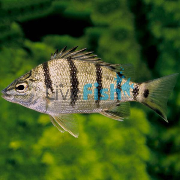 Barred Grunter 12cm