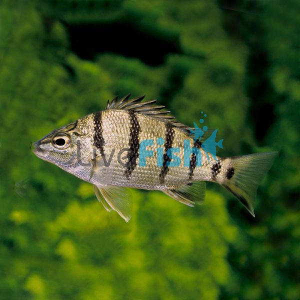 Barred Grunter - Wild Caught 6cm