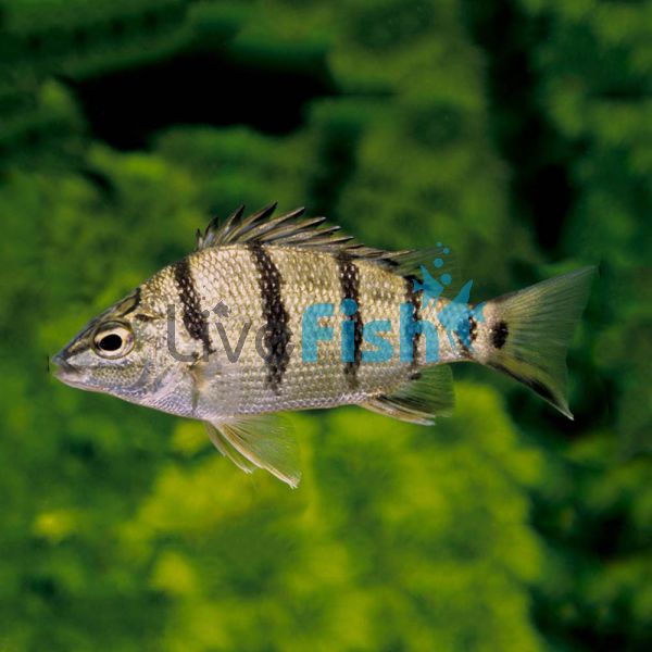 Barred Grunter 8cm